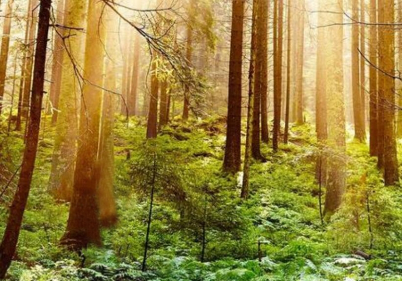 廣西占用林地可行性研究報告的編制依據