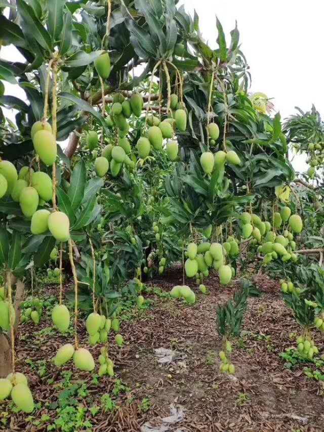  百色現(xiàn)代農(nóng)業(yè)發(fā)展規(guī)劃的背景分析