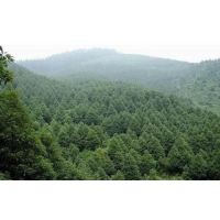 賀州、桂林代編使用林地可行性研究報告的公司