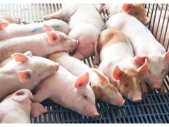 養(yǎng)豬場(chǎng)需要辦理水土保持方案嗎_廣西水土保持方案編制單位