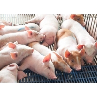 養豬場需要辦理水土保持方案嗎_廣西水土保持方案編制單位