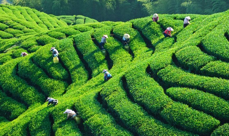 水土保持方案茶園