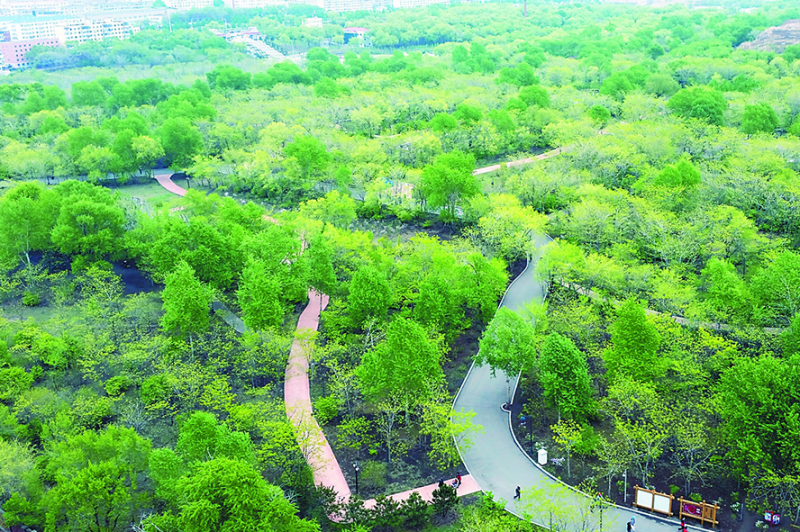 為什么要做占用林地可研報告