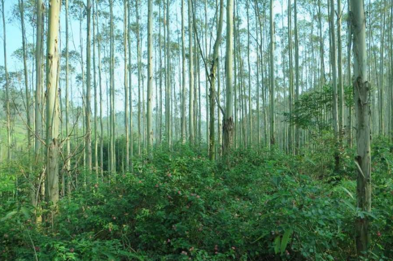 占用林地可研報告編制費用計算方式