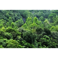 占用林地可行性報告編制規范_廣西林占可研編制公司